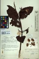 Image result for Combretum fuscum