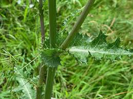 Image result for Sonchus schweinfurthii