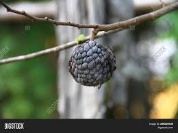 How to grow fig tree in a container, figs varieties, pests and diseases fig tree, propagation fig tree, fig care, growing fig, ficus carica. Dried Sugar Apple Image Photo Free Trial Bigstock