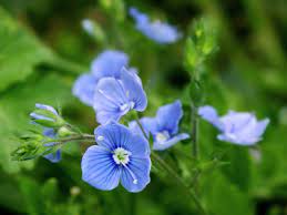 Rozrazil rezekvítek is on facebook. Fotografie Bourka Rozrazil Rezekvitek Galerie Megapixel