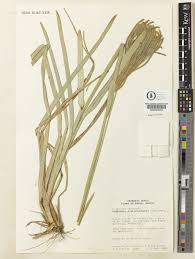 Image result for Eustachys