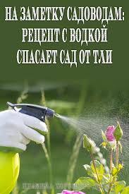 как избавиться от тли на смородине во время цветения Na Zametku Sadovodam Recept S Vodkoj Spasaet Sad Ot Tli Mini Garden Gardern Growing Plants