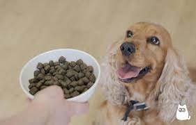 Walmart.com has been visited by 1m+ users in the past month My Dog Has An Upset Stomach Causes And Home Remedies