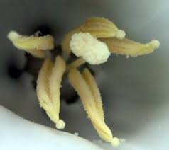 Image result for Merremia palmata