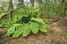 Image result for Osmunda regalis