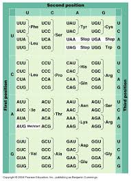 48 Bright Codon Chart For Trna