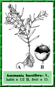 Image result for Ammannia baccifera