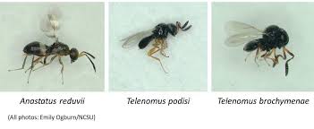 Image result for Psychotria bugoyensis