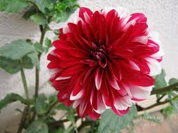 Image result for Dahlia sp. (cultivar)