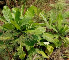 Image result for Anthocleista