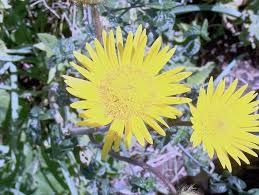 Image result for Berkheya zeyheri