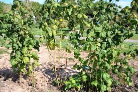 Es mag dir zwar etwas kompliziert erscheinen, deine himbeerpflanzen fachmännisch zurückzuschneiden, aber es hilft dabei, neues wachstum zu stimulieren, sorgt für eine. Schnitt Des Beerenobstes Himbeere