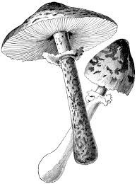 Download clker's black and white mushroom clip art and related images now. Botanical Illustration Black And White Stuffed Mushrooms Mushroom Art