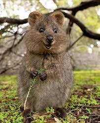 Quokkas Love To Smilehttps I Redd It W9h15bq9rj831 Jpg Quokka Animal Baby Animals Animals Beautiful