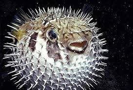 Check spelling or type a new query. Amazon Com Porcupine Puffer Blowfish 4 6 Everything Else