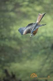 6 Reasons To Become A Nature Photographer Nature Photographs Wildlife Photography Nature Photography