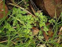 Image result for Parietaria debilis