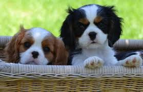 We are a member of the cavalier king charles spaniel club. Canyoncrest Cavalier King Charles Spaniel Puppies Dallas Fort Worth Texas Grac King Charles Cavalier Spaniel Puppy Cavalier King Charles Dog King Charles Dog