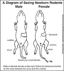 Sexing 101 Sexing Rats And Mice Baby Rats Pet Mice Pet Rats