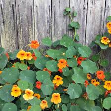 Image result for Nasturtium