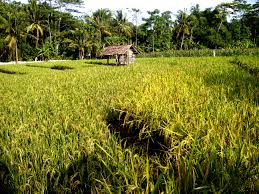 Gubuk mungil di tengah hamparan sawah, terbuat dari rangkaian bambu yang dicincang menjadi pelupuh, tegak nyaman, lengkap dengan pintu dan jendela. 35 Ide Gambar Gubuk Sawah Sederhana Asiabateav