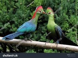 Image result for Turraea fischeri