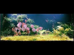 The Nostalgia Of Discus Nature Aquarium Aquarium Discus Aquarium