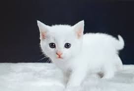 Ruyada Beyaz Kedi Gormek Ne Manadadir