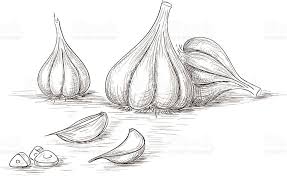 Garlic bulbs and cloves vector hand drawn illustration detailed hand drawn vector black and white illustration of garlic bulb and cloves peeled and whole garlic bulb stock illustrations. Pin Pa Food Illustrations White