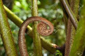 Image result for Marattiaceae