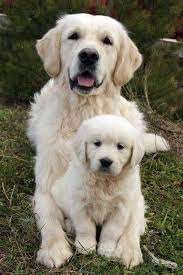 cute puppies cutepuppyquotes cute dogs retriever puppy golden retriever