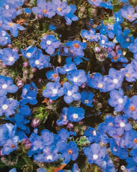 Image result for Anchusa capensis