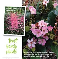 Here is a collection of the most handsome and fragrant of them, with at least a few choices for. Frost Hardy Plants And Gardening Tips About The Garden Magazine