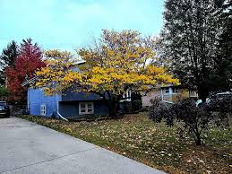 425 N Cedar Avenue, Wood Dale, IL 60191