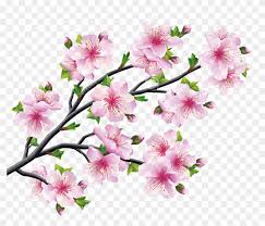 Then you will learn how to paint the actual cherry blossom tree. Cherry Blossom Drawing Tree Sakura Cherry Blossom Tree Free Transparent Png Clipart Images Download