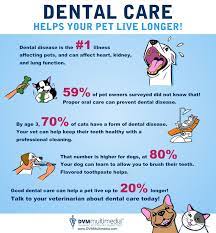 Importance Of Dental Care Pet Dental Health Pet Dental Care Dental Care