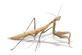 The term praying mantis may have originally referred to a specific species (mantis religiosa, the european mantis), but now the term praying mantid (and praying mantis) is used widely to refer to any of the large family of mantids. Mantidae Wikipedia