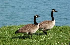 A Goose Looking For Her Gander | Country Claire Cares