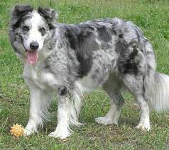 Pin On Border Collie
