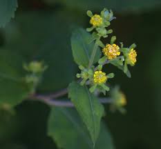 Image result for Sigesbeckia