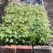 Image result for Bivinia jalbertii