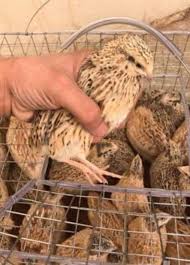 فري سمان سوق الإعلانات اعلن مجانا بيع شراء بدون عمولة