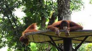 5,852 indonesia gunung rowo free videos found on xvideos for this search. 602 Orangutan Stock Videos Royalty Free Orangutan Footage Depositphotos