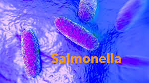 Cdc estimates salmonella bacteria cause about 1.35 million infections, 26,500 hospitalizations, and 420 deaths in the united states every year. Can I Get Salmonella From My Chickens Animal Medical New City