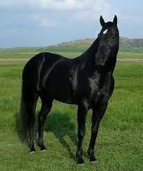 Black And White Paint Horses For Sale In Colorado Pin By Nads On Horses Mules Donkeys Burros Horses Stallion Horses Horse Breeds