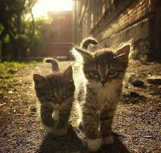 Follow Me Kid I Teach You The Ropes Kittens Cutest Cats Baby Animals
