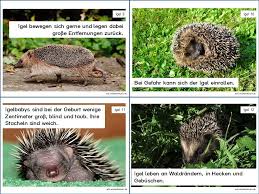 Wissenskarten Zu Igeln Lesekartei Bestehend Aus 12 Karten Mit Fotos Und Texten Zum Lernen Und Ausdrucken U A Haben Ein Igel Haus Fur Kinder Steckbrief Tiere