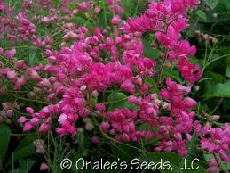 Image result for Antigonon leptopus