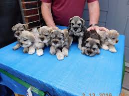 Maybe you would like to learn more about one of these? W W Baxter Dog Breeders College Station Tx Miniature Schnauzer Puppies Schnauzer Puppy Dog Breeder