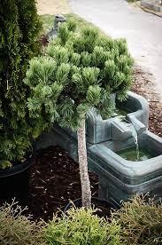 The height of the container or. Slowmound Mugo Pine Tree Form For Sale Online The Tree Center